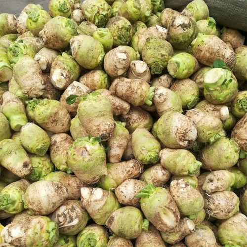 10斤新鲜生辣菜疙瘩芥菜头 大头菜咸菜农家蔬菜现挖现发包邮