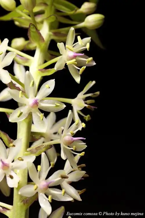 eucomis comosa 凤梨百合