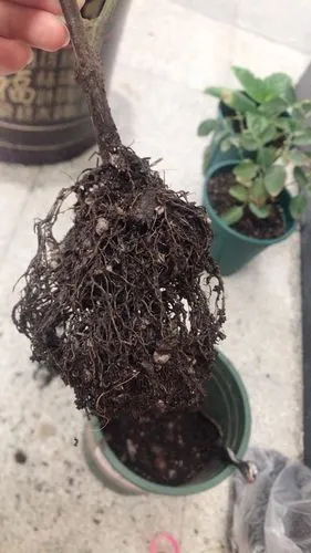 月季黑杆成这样了还有救吗?