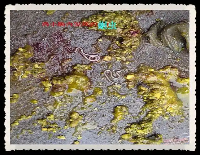 鸡原虫寄生虫类