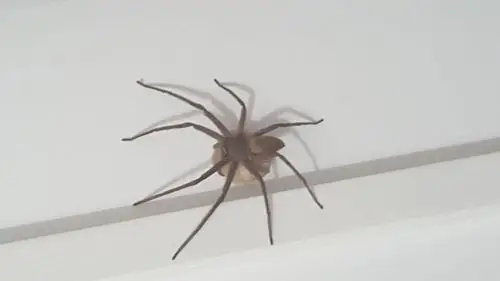 家里进了不知道这是什么蜘蛛?