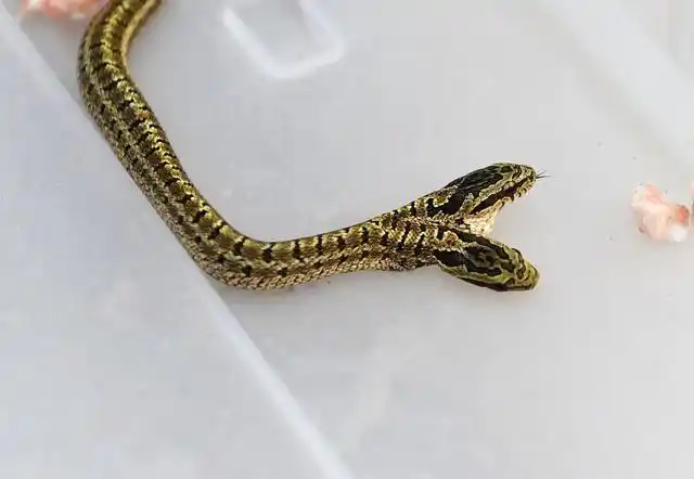 河南洛阳一农户家发现双头蛇专家称疑似基因变化太可怕