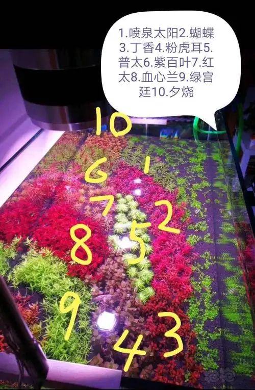 准备开90缸,求个90缸荷兰景水草布置图