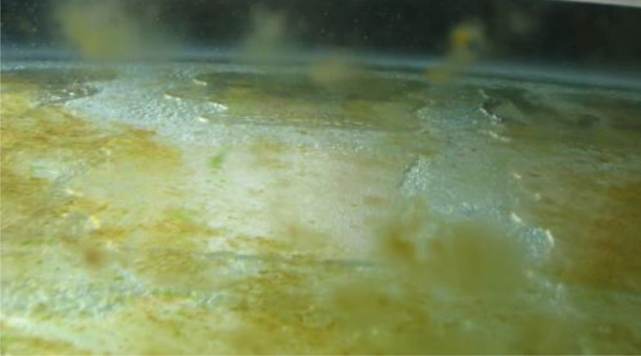 开工第一天,发现鱼缸长满藻,这是好事还是坏事?