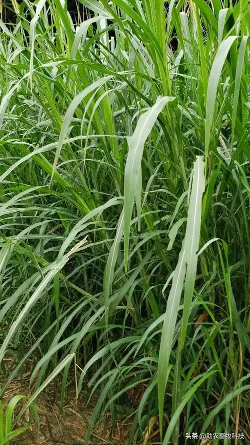 组图大量高清漂亮的鲜嫩牧草基地现场图