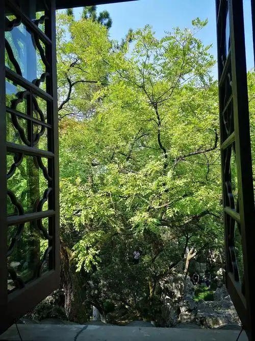 烟雨楼窗外的树