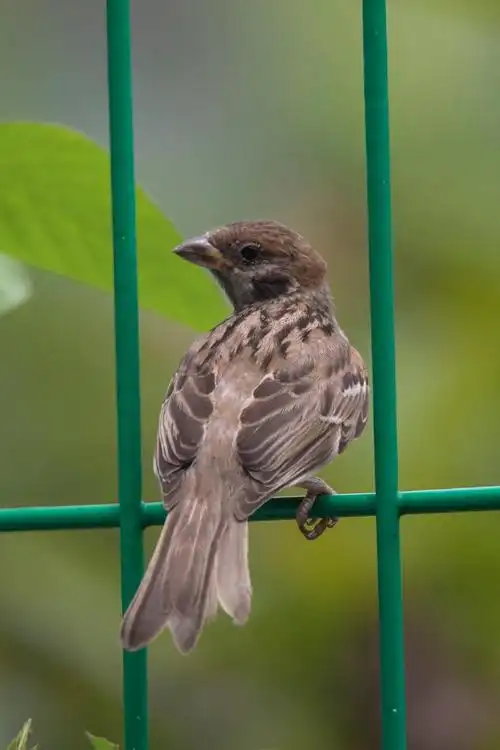 请教,这只是麻雀还是别的鸟类?