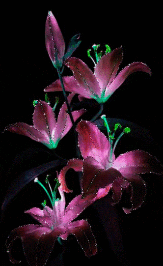 分享鲜花动态图