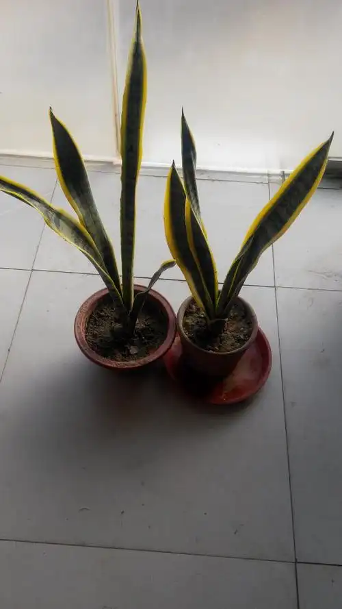 发布于2016-11-12 09:11   最佳答案 金边莲为双子叶植物药兰科植物