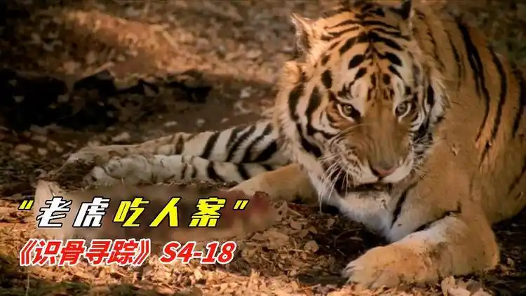 动物园发生吃人事件老虎把人啃成了骨架