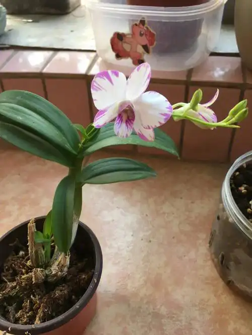 母株现在每杆都有30厘米高了,一剑花超过18朵,非常满意,每年都超过100