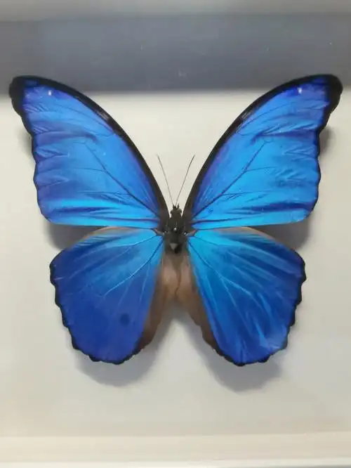 大蓝闪蝶