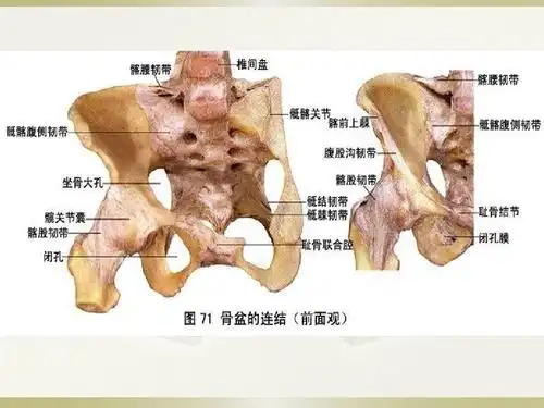 骶髂关节紊乱症ppt