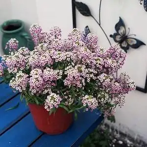 香雪球种子垂吊花卉多年生耐寒花籽景观地被花海室内庭院阳台盆栽