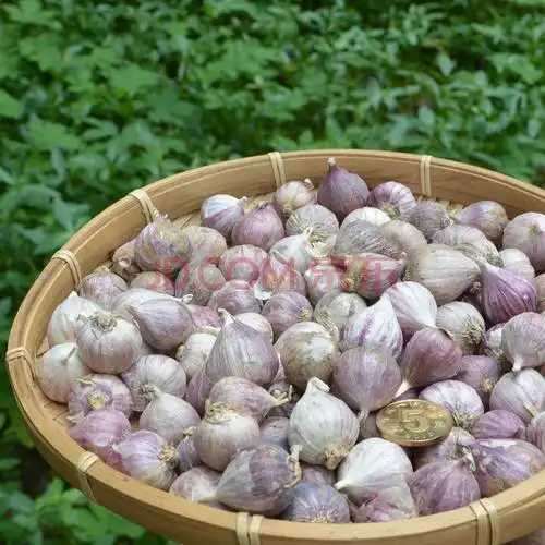 【i年货节i】农家紫皮独头蒜小蒜头新鲜独蒜头珍珠蒜红蒜大蒜干蒜头多