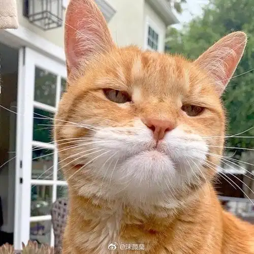 都傲娇出表情包了温州