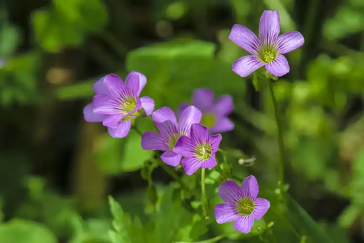 超美的紫色小花