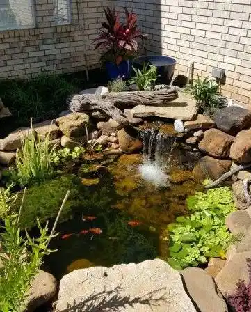 庭院,室内的凤眼青莲,原来水葫芦也并不可怕嘛!