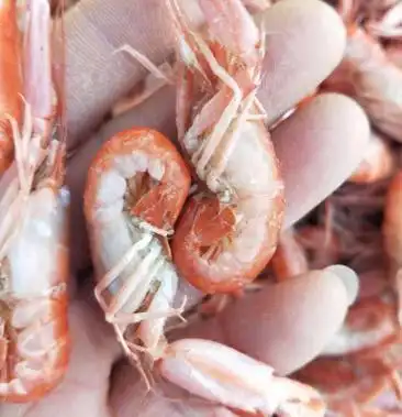 爪虾 立虾狗虾活虾加工即食 不咸对接各地电商超市不包邮
