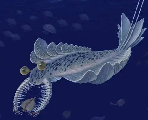 海洋生物是从什么时候开始楼上楼下分层生活的