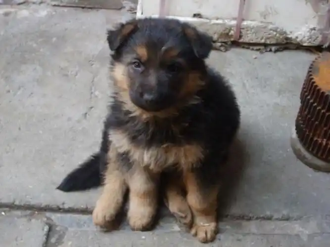 这狗是纯种德国牧羊犬吗?刚出生一个月.