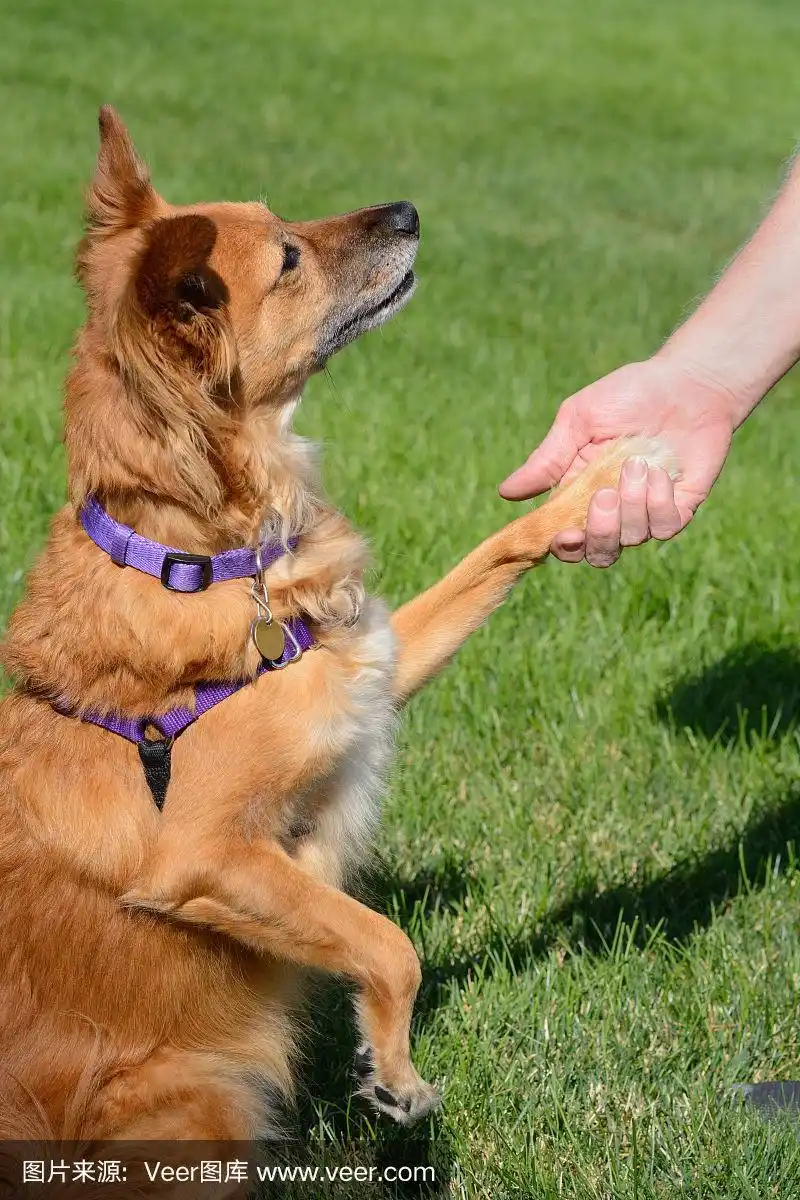 狗和人握手