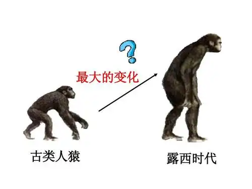 最大的变化 古类人猿 露西时代