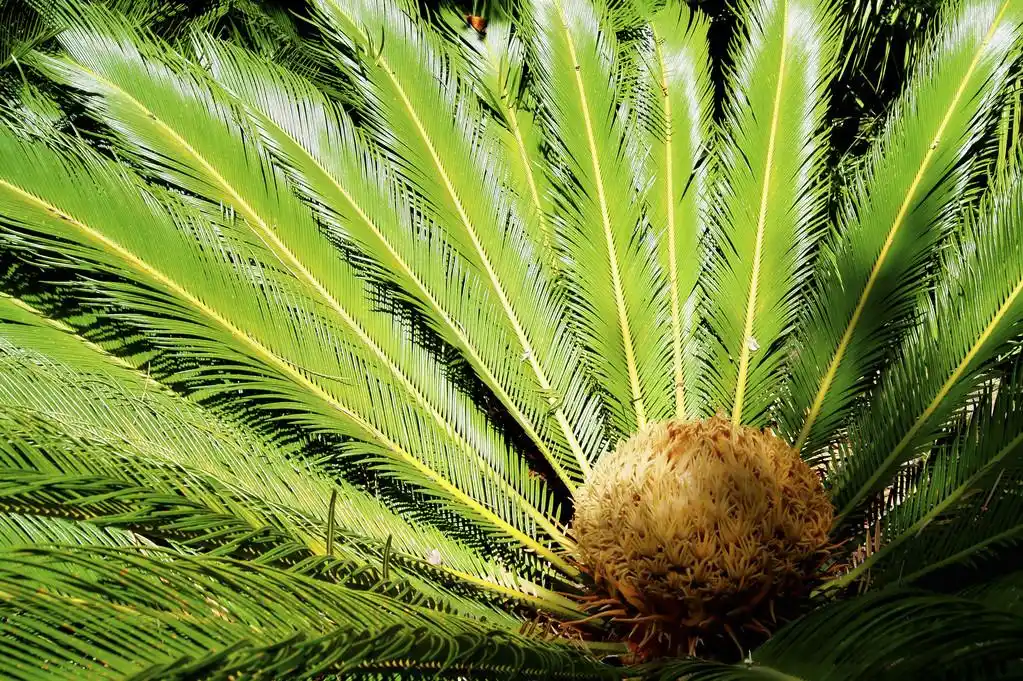 小棕榈,在扇形棕榈树的低叶子