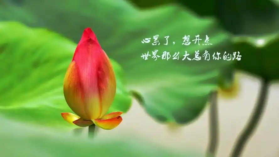 一个人心很累的简短句子图片