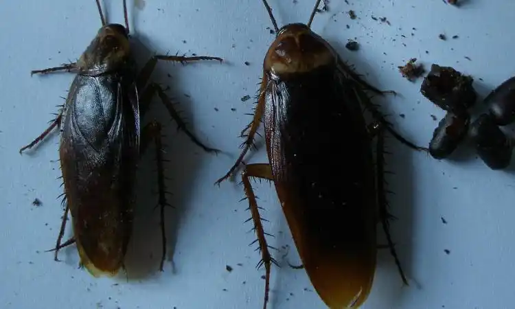 蟑螂会飞吗 能飞多高