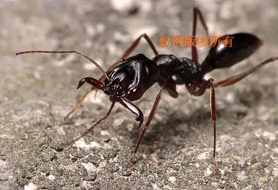 图注: 这只"高傲"的山大齿猛蚁的工蚁张开了上颚,对拍摄者表达了强烈