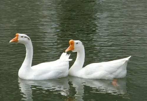 我们家还养了两只鹅,这两只鹅很调皮,一见到人就要叫,还有次把我吓到