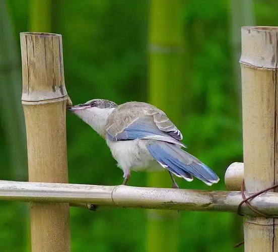 灰喜鹊常见鸟类很美丽的蓝色2年的存照集合