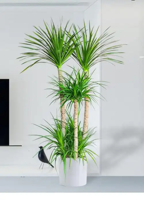 室去除甲醛网红植物大型多头龙血树155165cm子弹头瓷盆白大带盆栽好