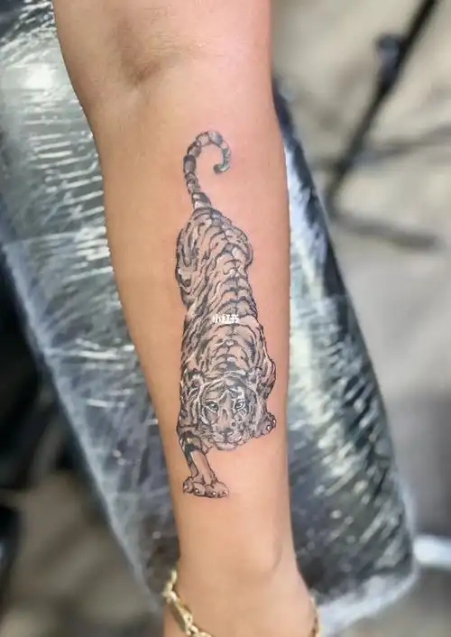 多伦多文身小老虎