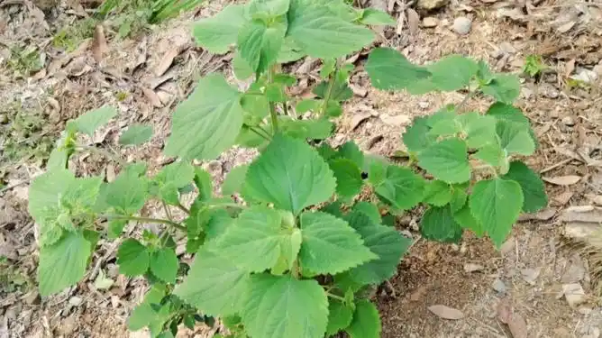 这种植物叫广防风是一种野生中草药认识一下
