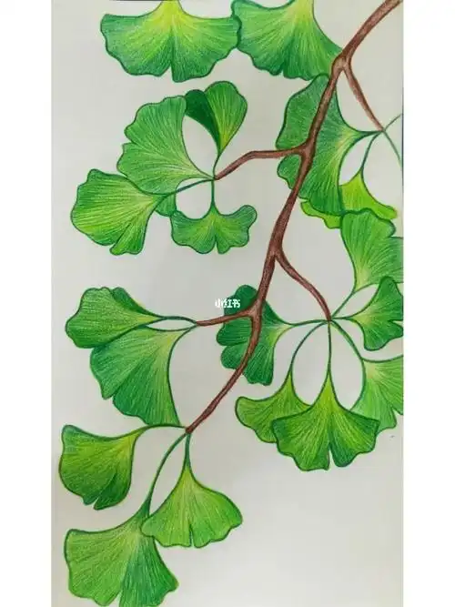 彩铅银杏叶附教程