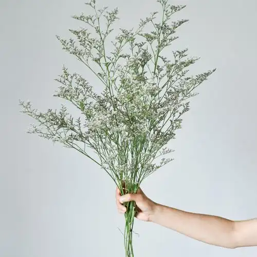 原气花铺-花店-上海-北京情人草 (一份)-1