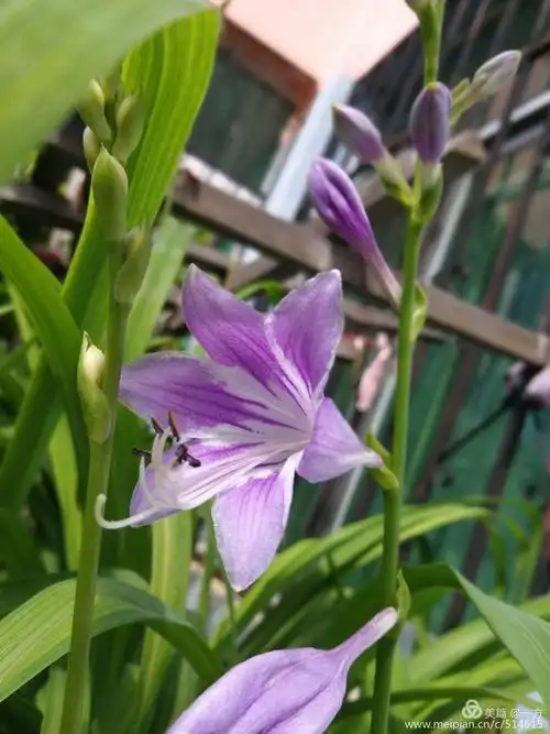 黄瓜架下照张相