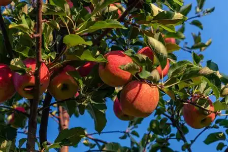在树上的苹果图片