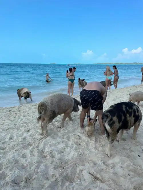 巴哈马咬屁股猪