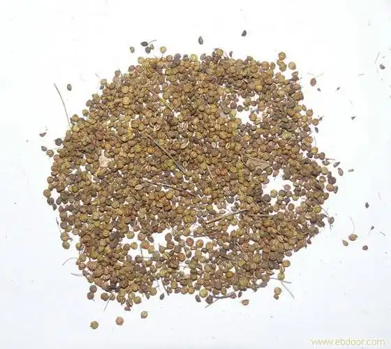 这是千里香的种子还是百里香的种子?