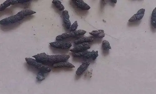 老鼠屎粪便什么样子