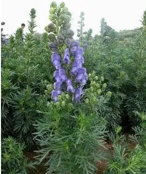 执业中药师考试重点内容-雪上一枝蒿的功效与作用