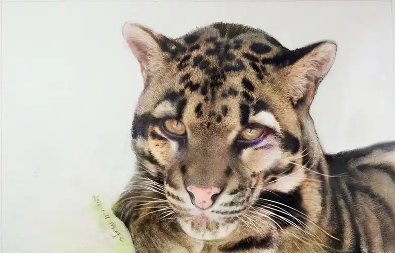 云豹a3大小 (canson/康颂 素描纸   辉柏嘉72色水溶性彩铅)