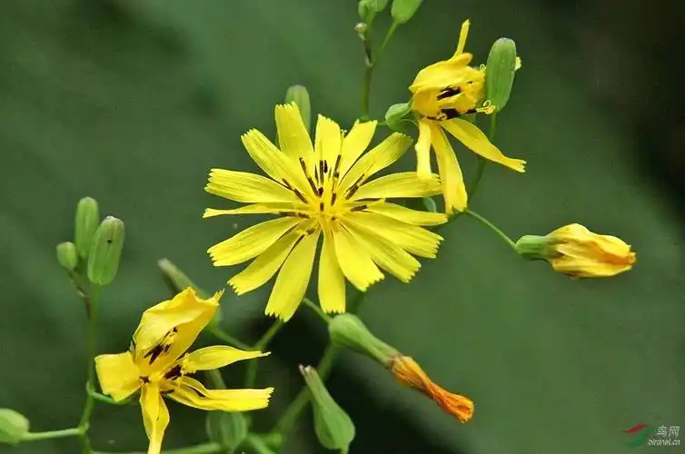山野里的黄鹌菜
