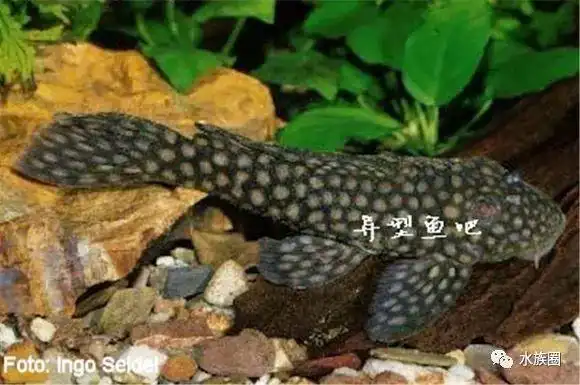 异型鱼异型鱼编号l001l500资料简要汇总