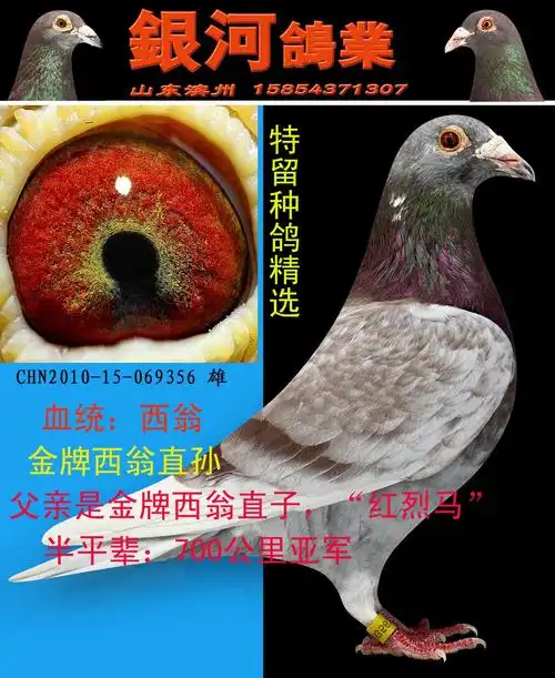 信鸽在线拍卖平台 - 中国信鸽信息网