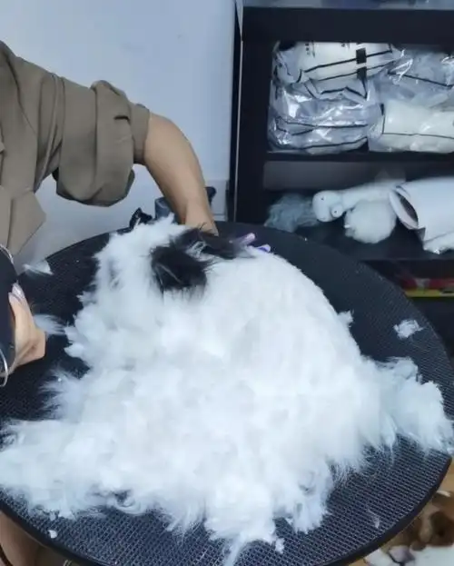 猫猫兔剪毛全过程