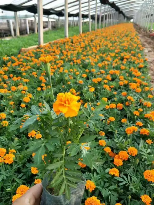 【孔雀草】青州信达园艺优质孔雀草